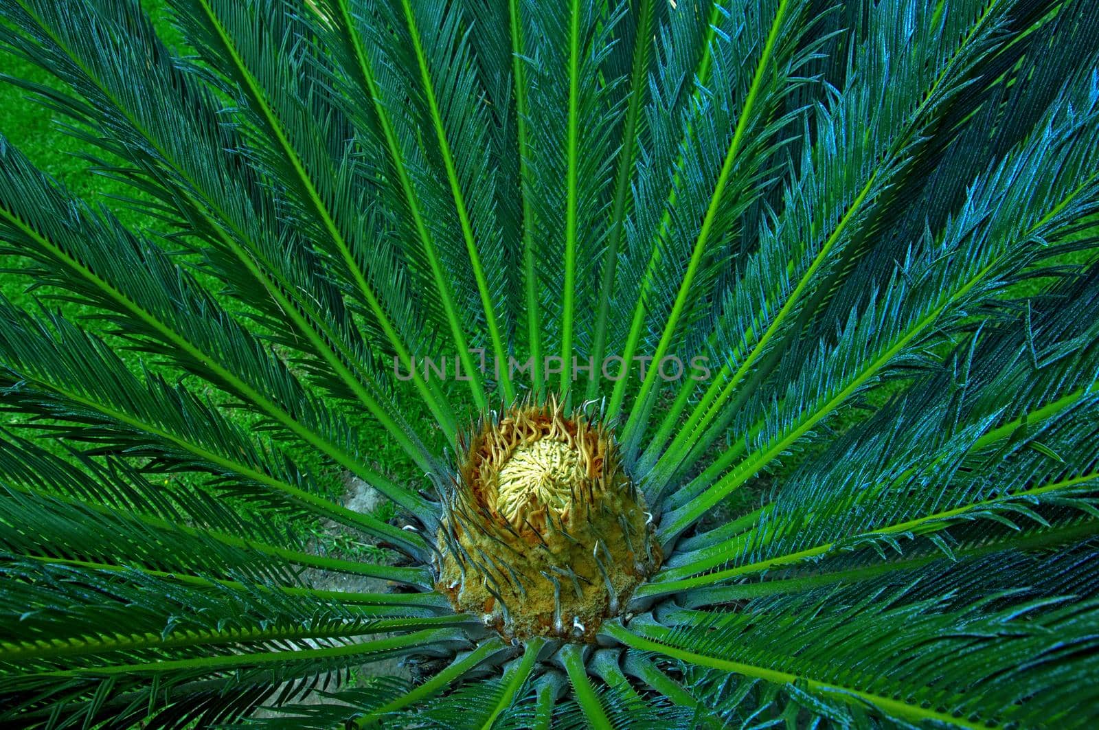 View from above on the top of crown of palm tree