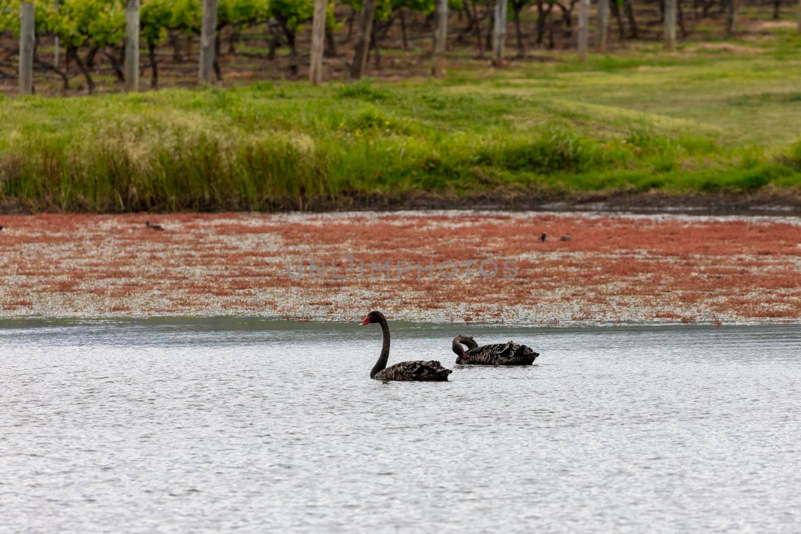 Two black swans paddling on a large lake with other water birds in regional Australia