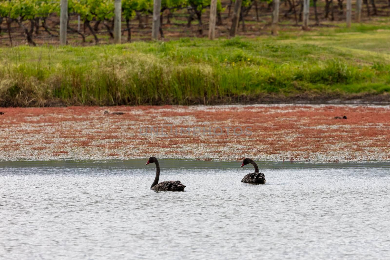 Two black swans paddling on a lake in regional Australia by WittkePhotos