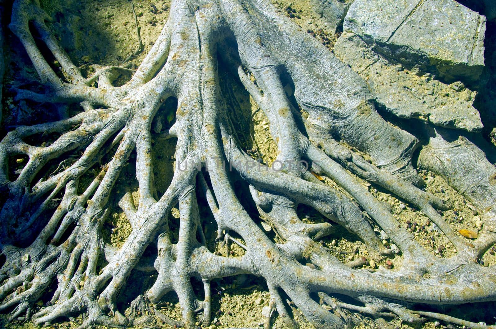 Big tree roots placed above the ground, park, summer
