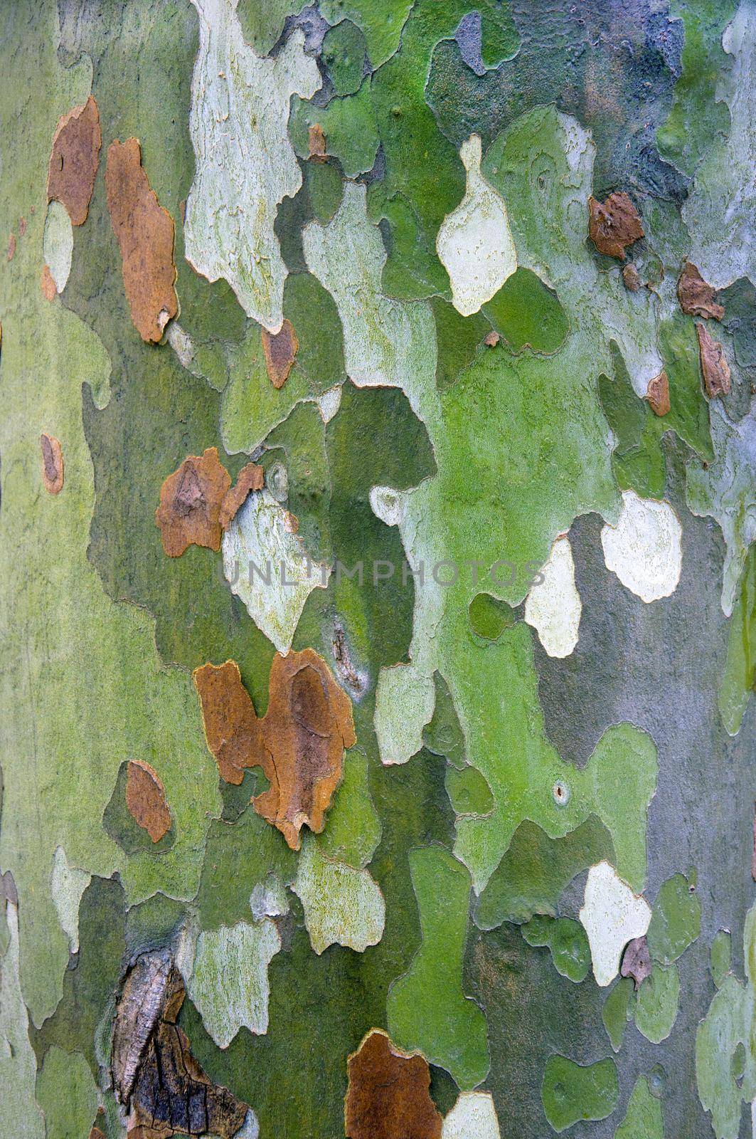 Multicolored tree trunk, close up