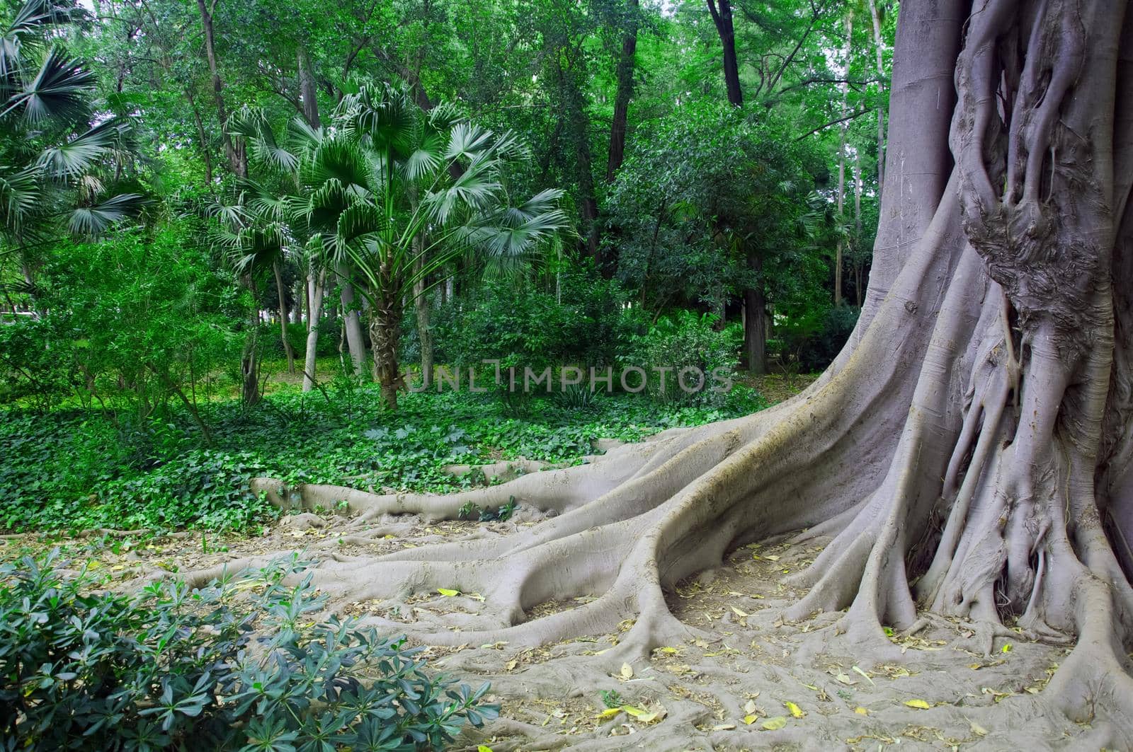 Big old tree with roots in green park, spring, Seville, Spain