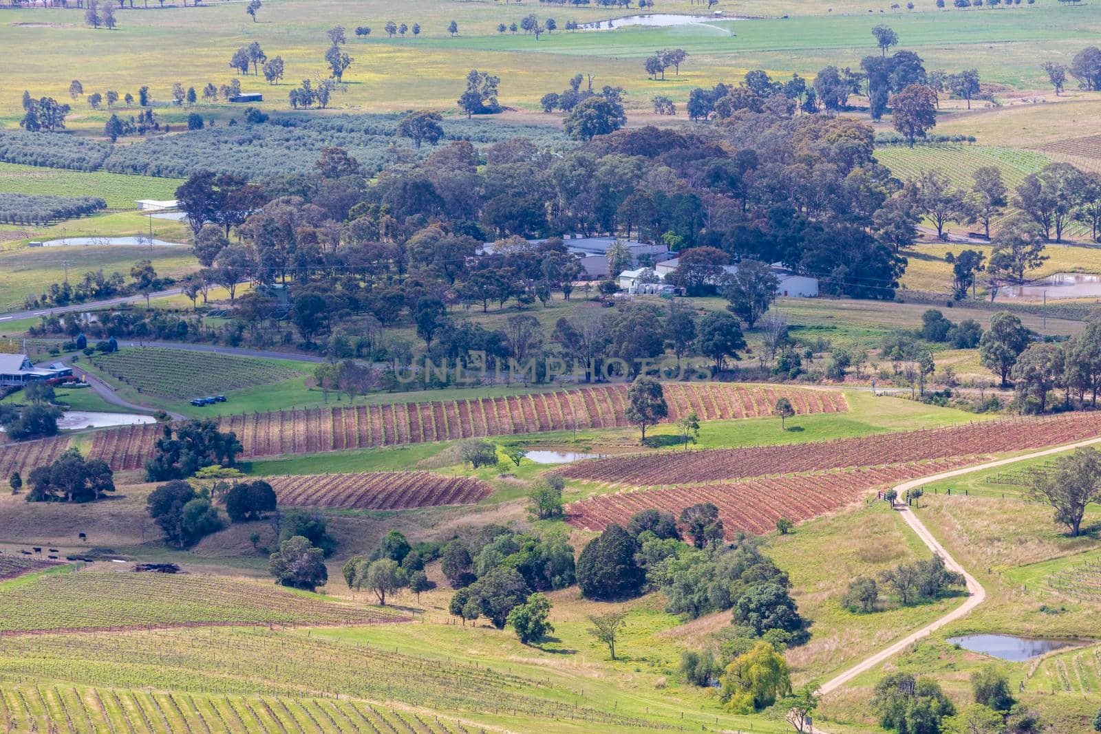 Vineyards in the Hunter Valley in regional Australia by WittkePhotos