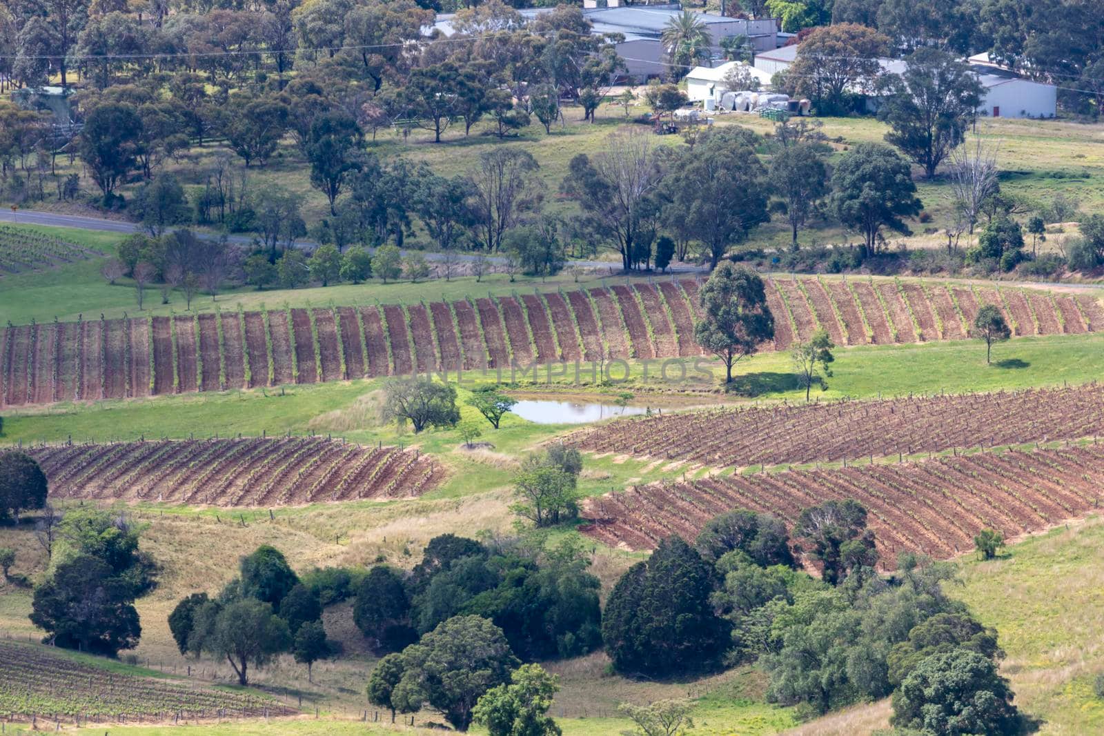 Vineyards in the Hunter Valley in regional Australia by WittkePhotos