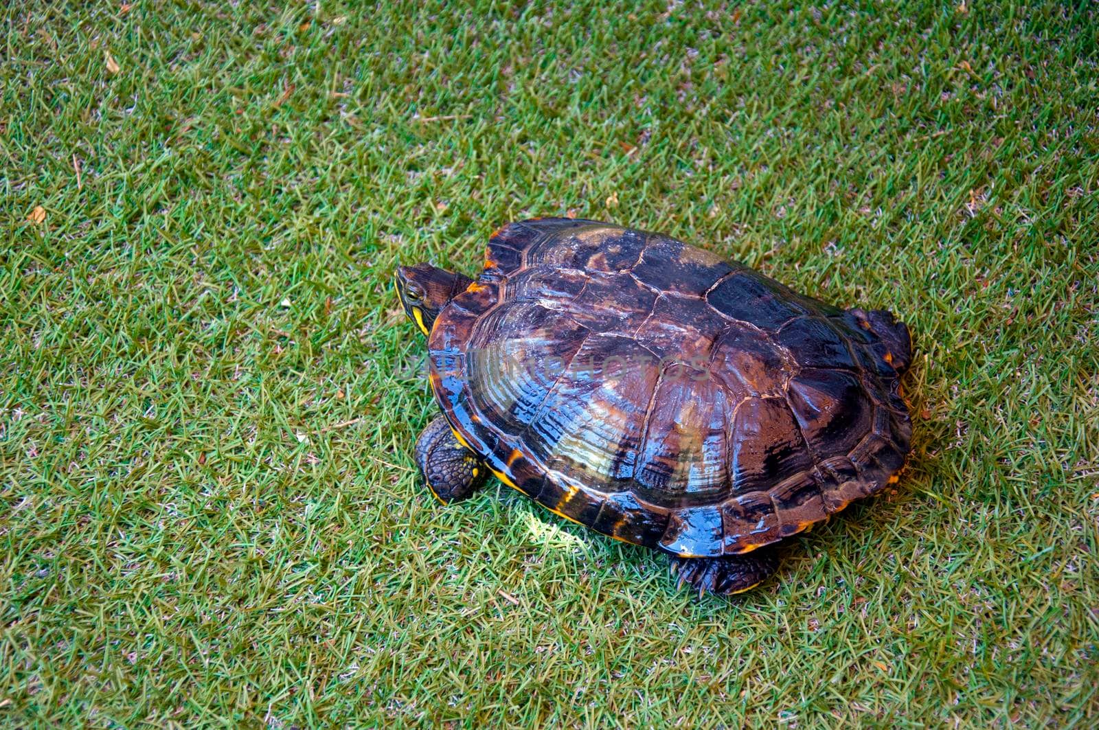 Dark turtle in the green grass, right side, summer