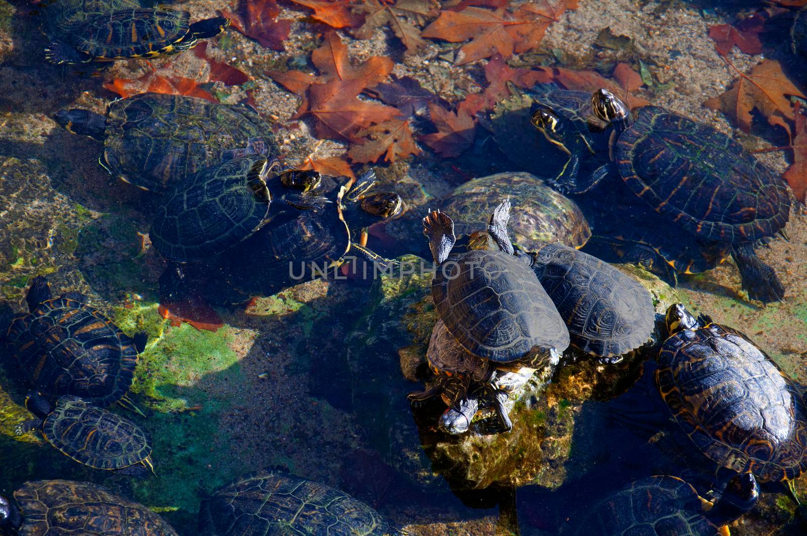 Black turtles having sun in the small pond, autumn