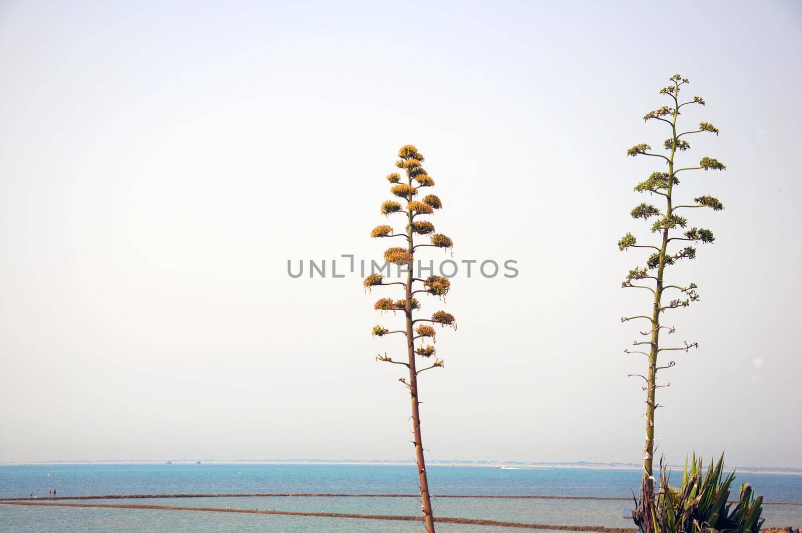 Two high trees on the sea and sky background, summer