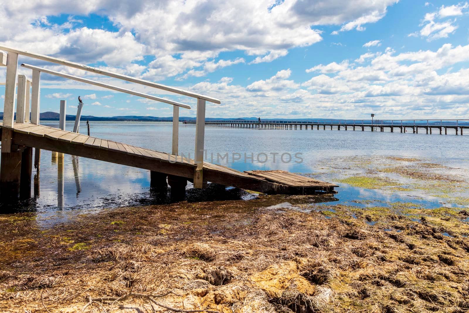 Water birds sitting on posts in the water at The Entrance in regional Australia by WittkePhotos