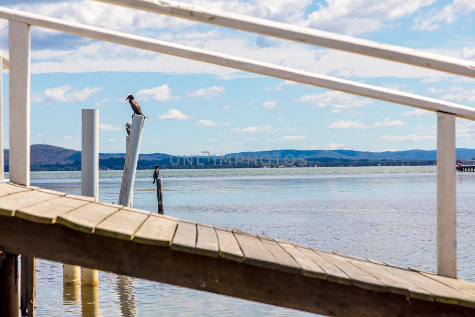 Water birds sitting on posts in the water at The Entrance in regional Australia by WittkePhotos