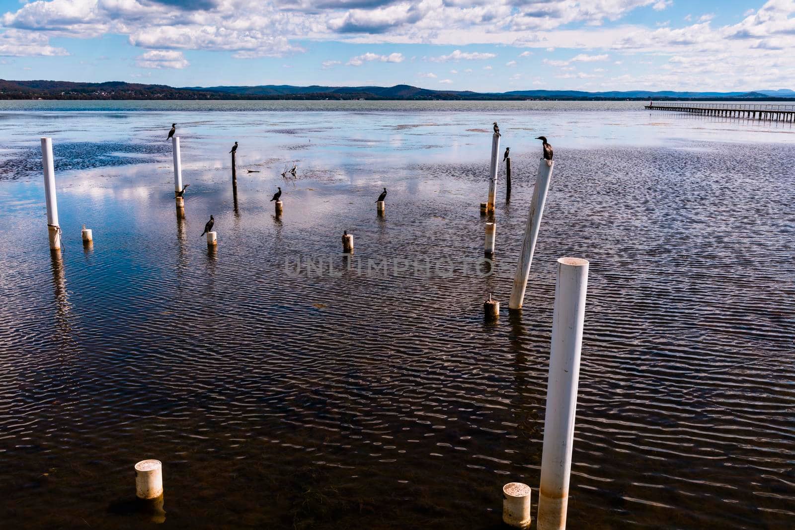 Water birds sitting on old jetty posts in the water near the Long Jetty at The Entrance in regional New South Wales in Australia