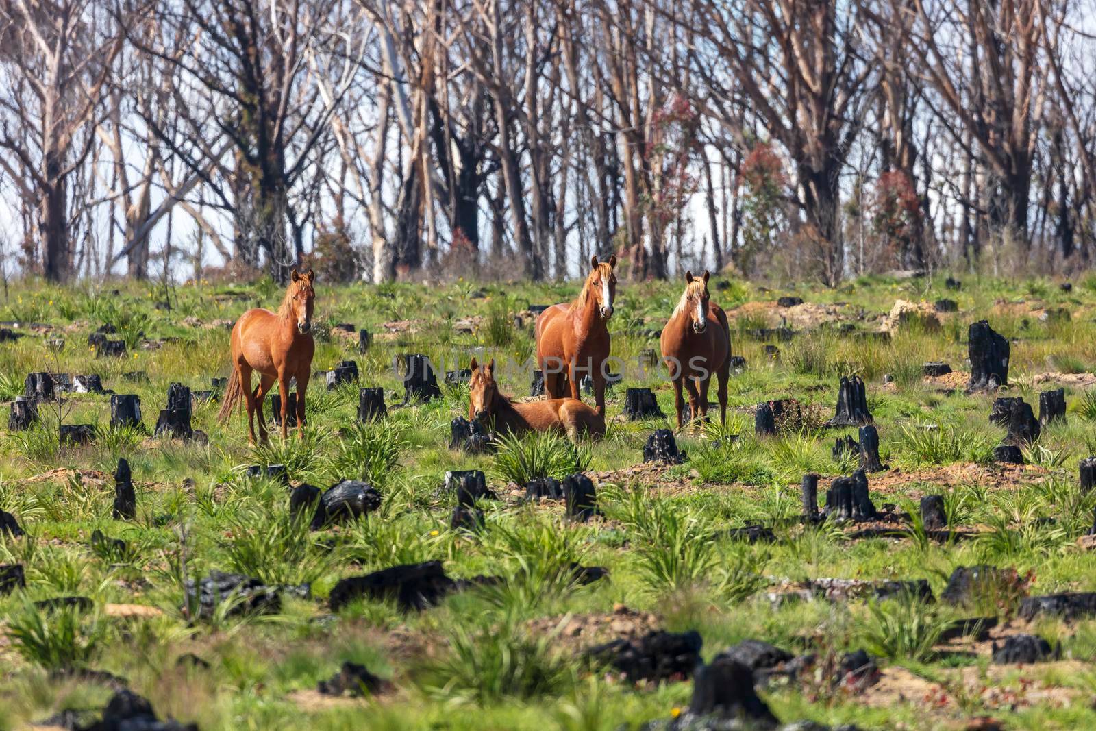 Wild horses standing in a field affected by bushfire in regional Australia by WittkePhotos