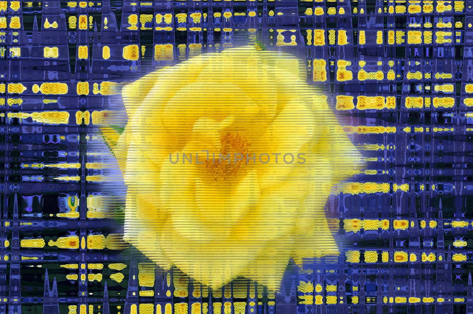 Big yellow rose with glitch effect, blue and yellow lines background