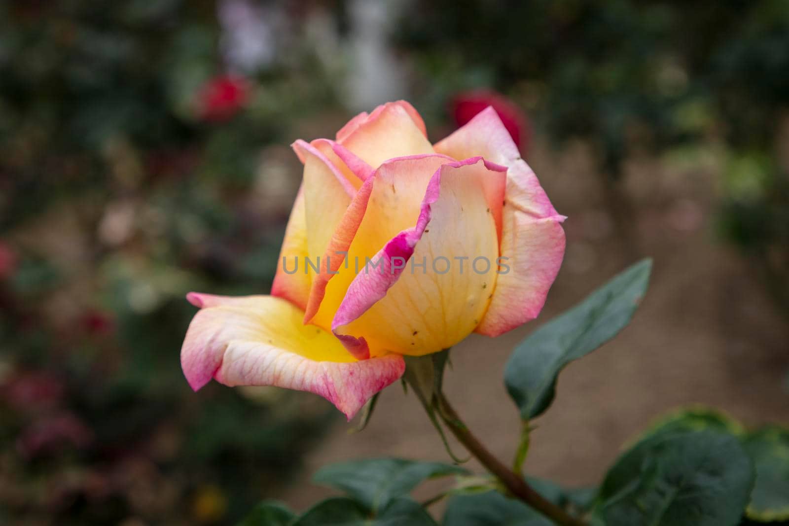 A yellow rose in full bloom surrounded by green leaves in a garden