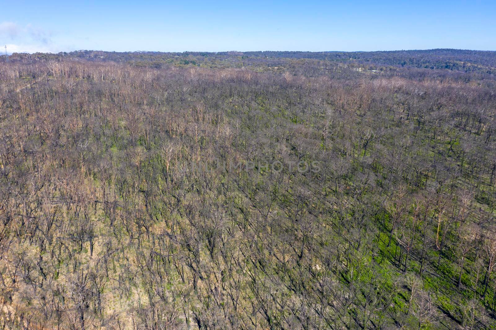 Aerial view of forest regeneration in Dargan in regional Australia by WittkePhotos