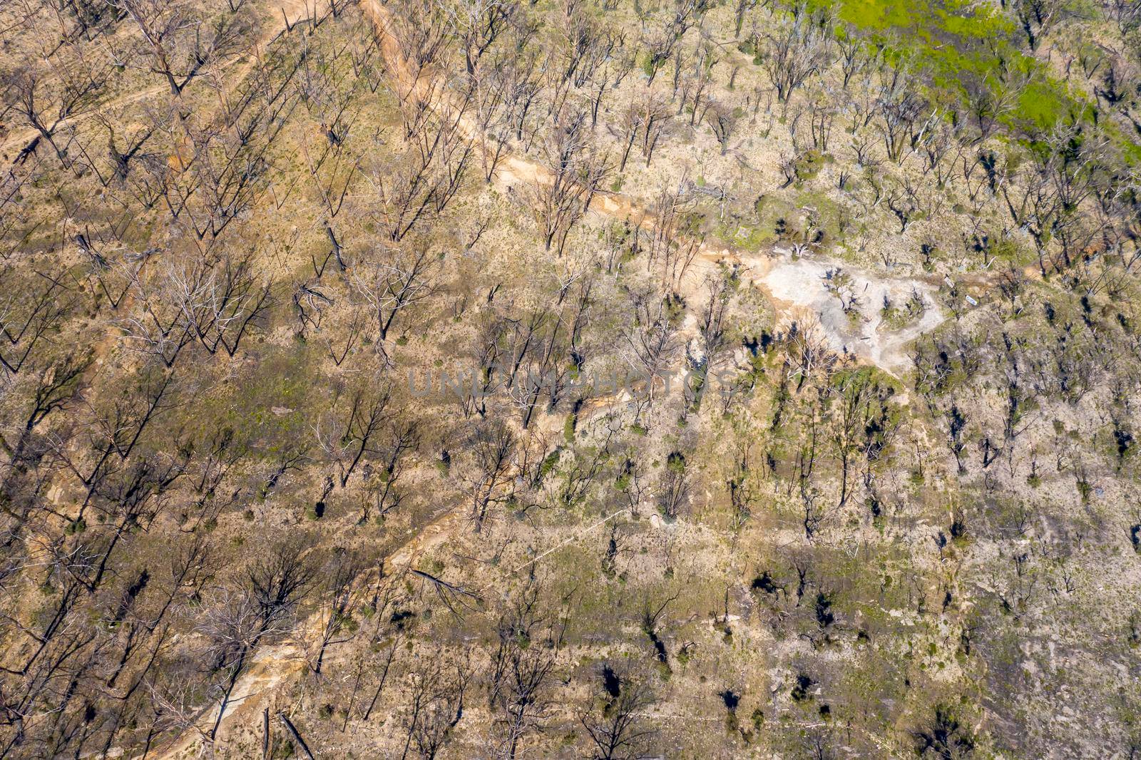 Aerial view of forest regeneration after bushfire in Dargan in the Central Tablelands in regional New South Wales Australia