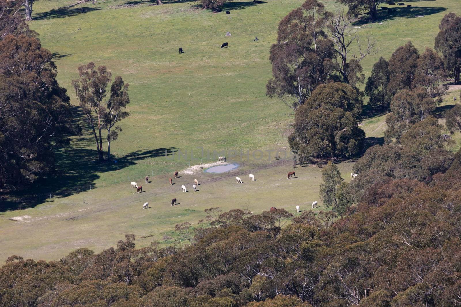 Horses and cows grazing in a valley in the Central Tablelands in regional New South Wales in Australia