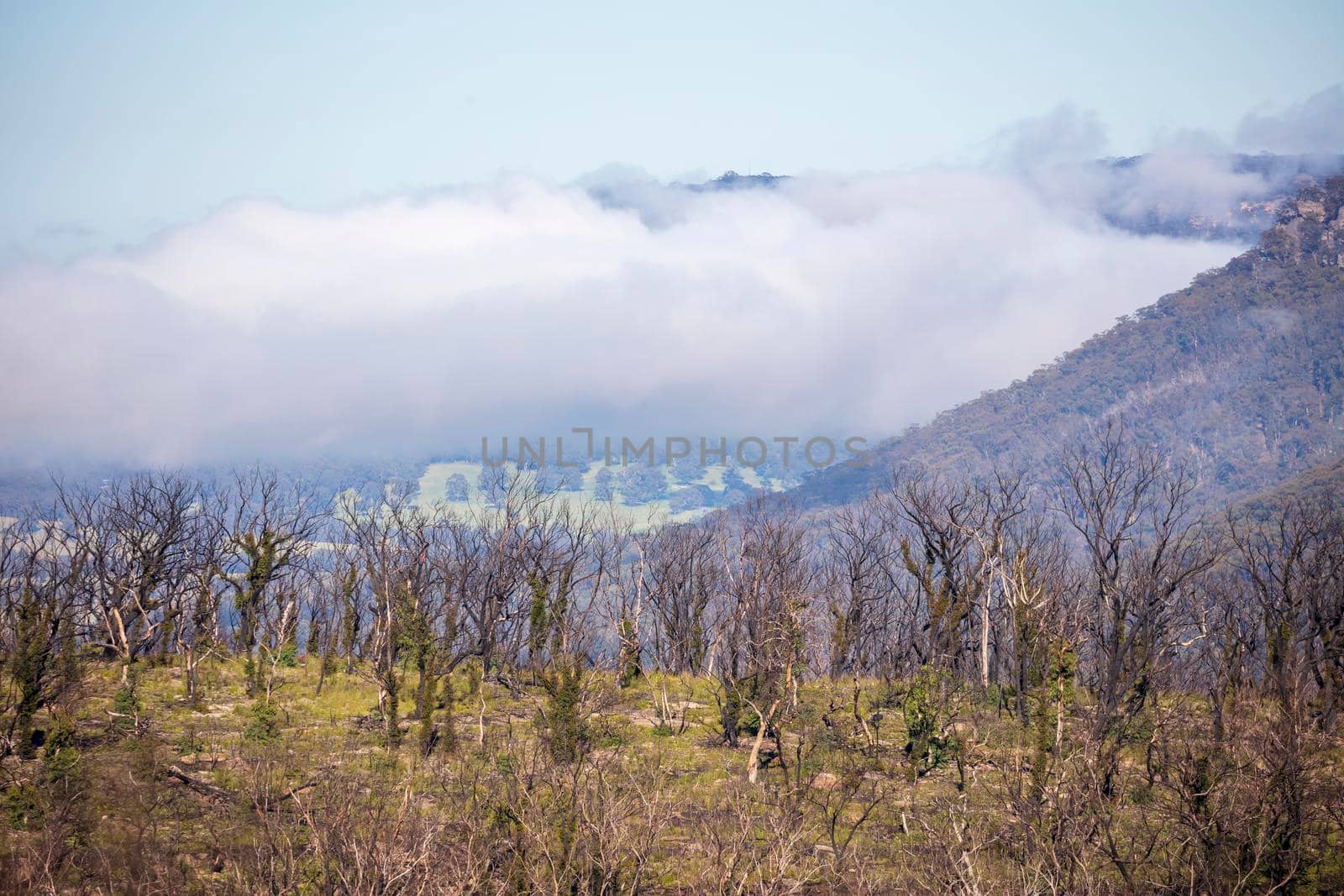 Low clouds in a valley of forest regeneration after bushfires in The Blue Mountains in regional New South Wales in Australia