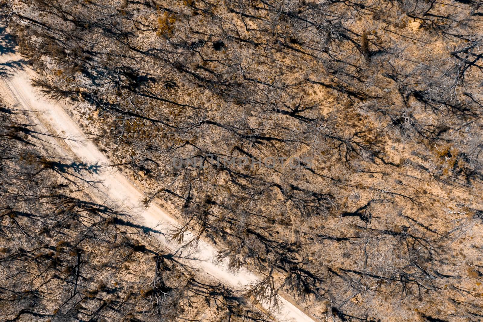 Aerial view of a dirt road in a forest affected by bushfire in regional Australia by WittkePhotos