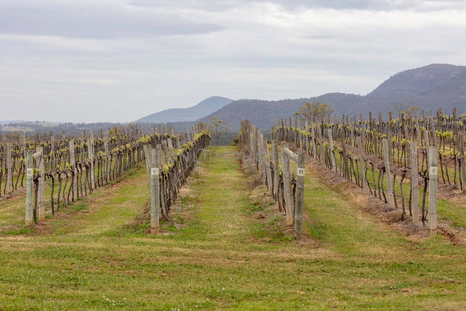 Rows of grape vines in a vineyard in regional New South Wales in Australia