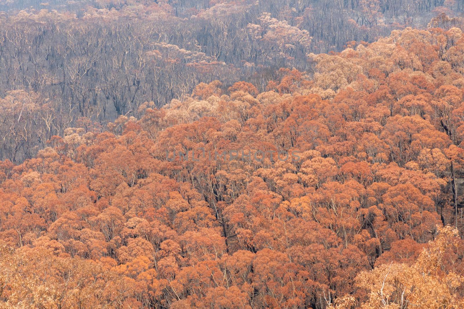 Severely burnt Eucalyptus trees after a bushfire in The Blue Mountains