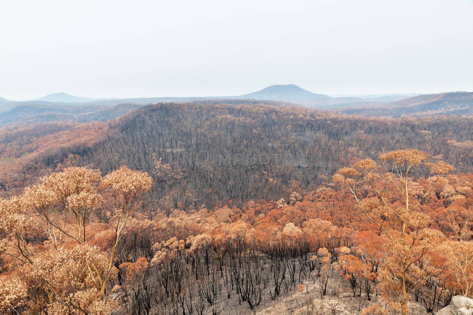 Severely burnt Eucalyptus trees after a bushfire in The Blue Mountains