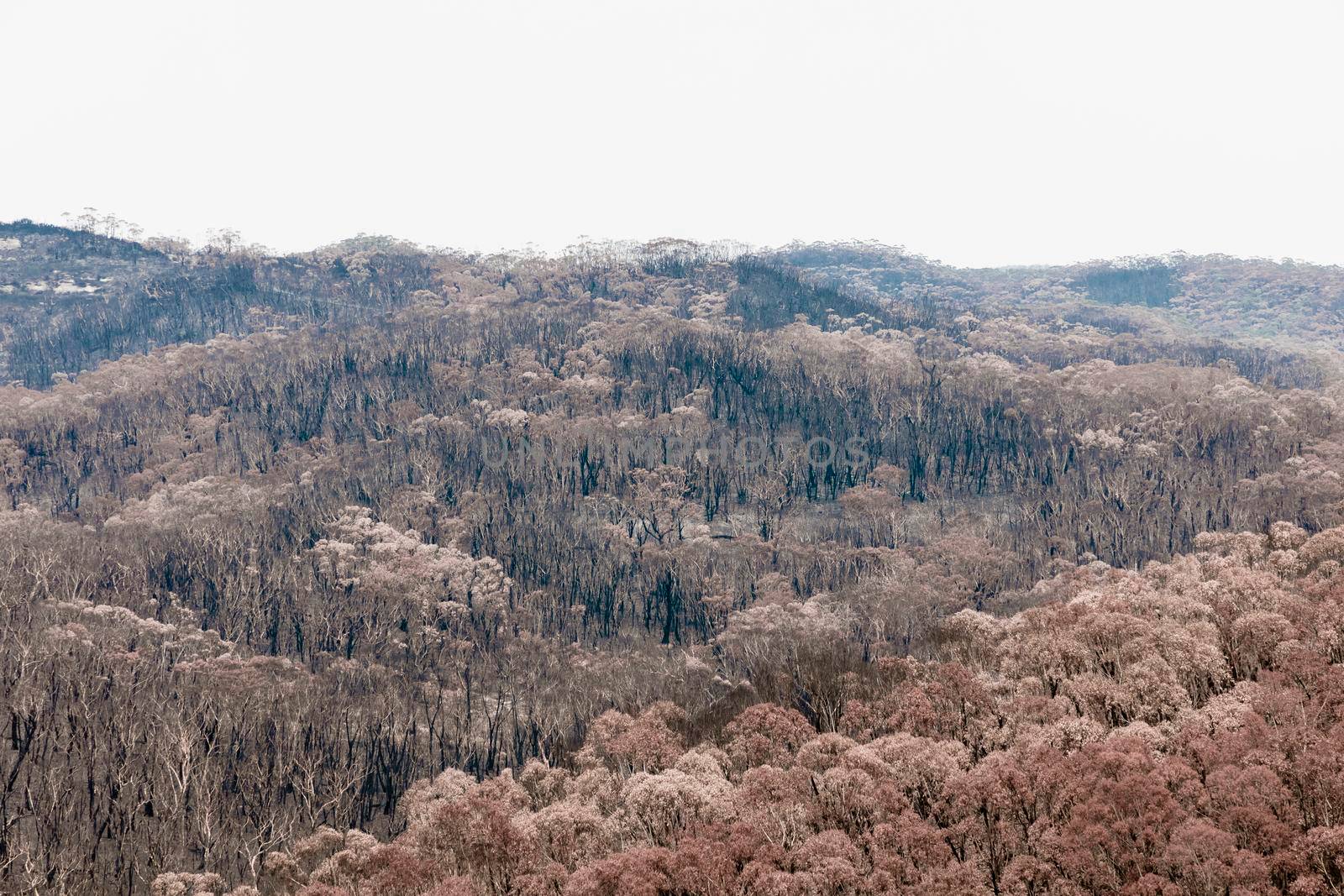 Severely burnt Eucalyptus trees after a bushfire in The Blue Mountains