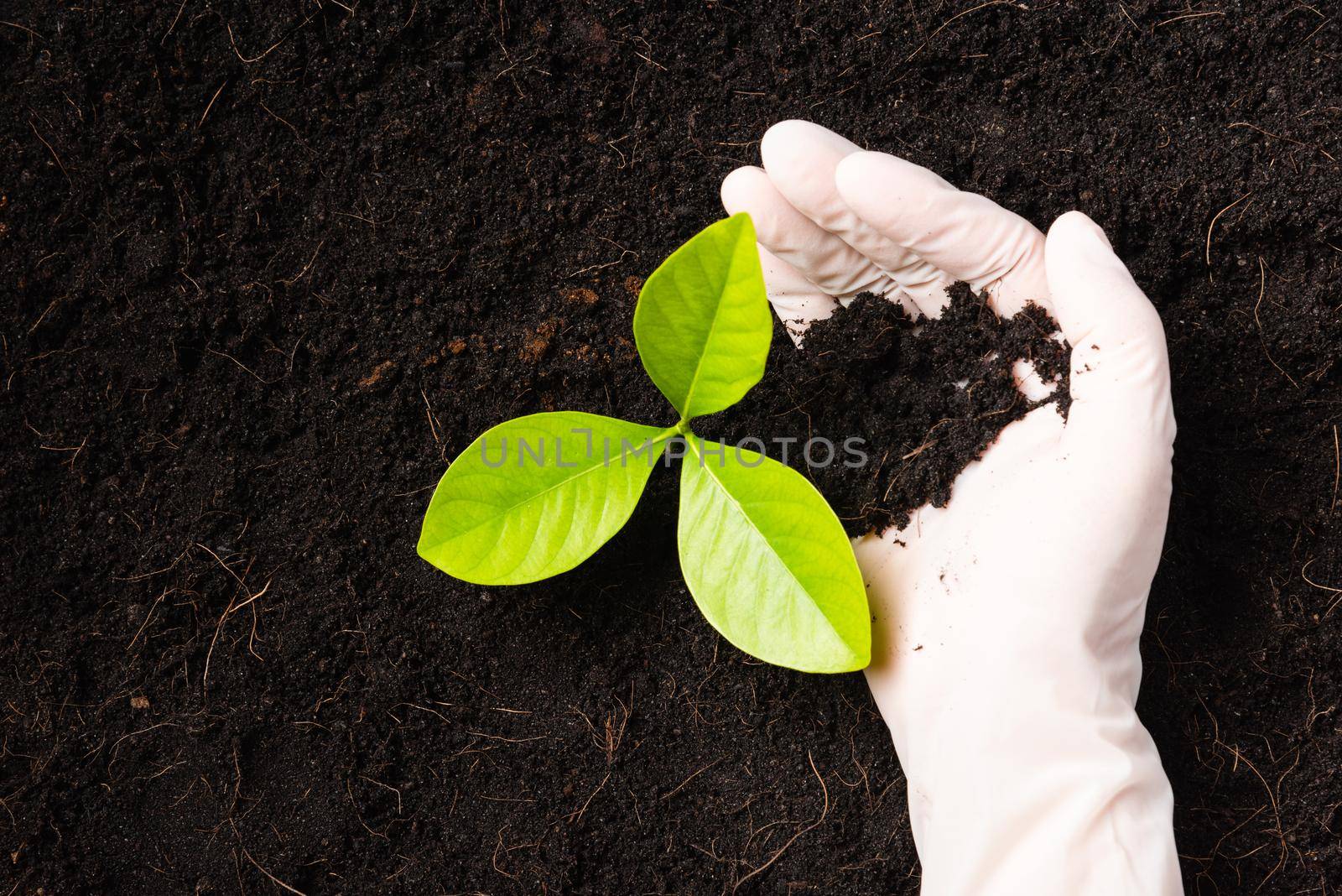 Hand of researcher woman wear gloves seedlings are a green tree growing planting in the fertile soil on black soil at the garden, Concept of global pollution, Earth day and hands environments