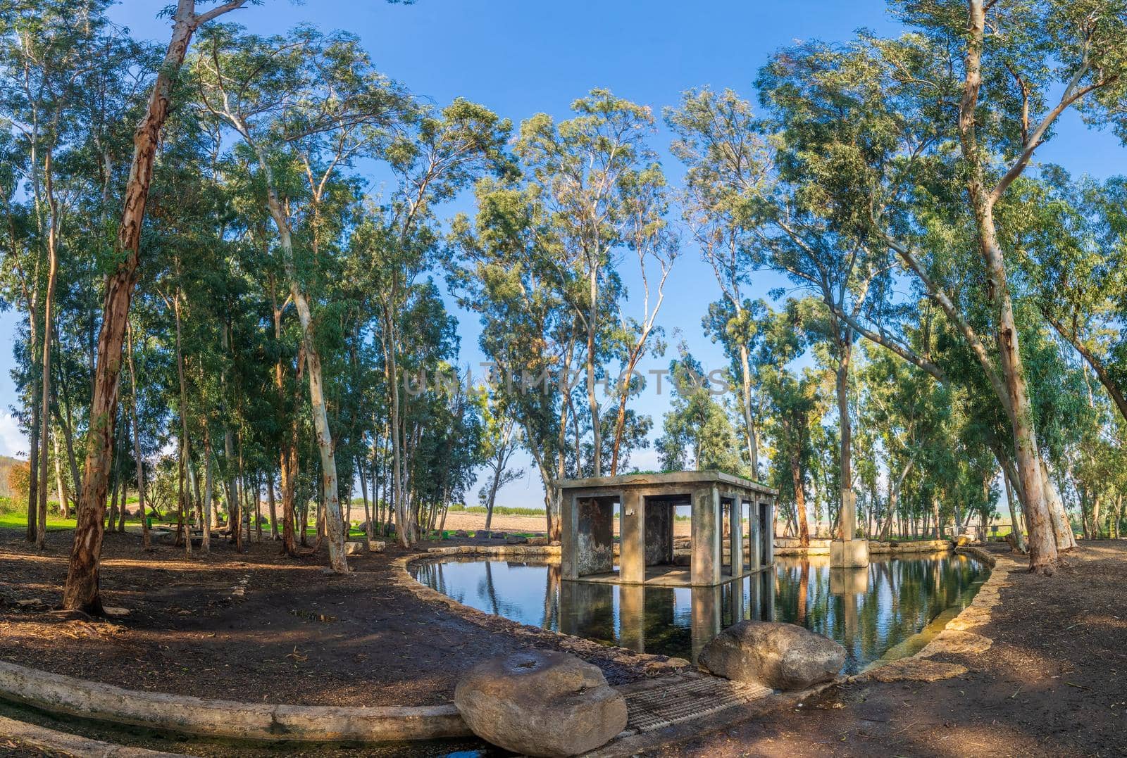 View of Ein Yizreel (spring of Jezreel), a water pool with Eucalyptus trees, in the Jezreel valley, Northern Israel