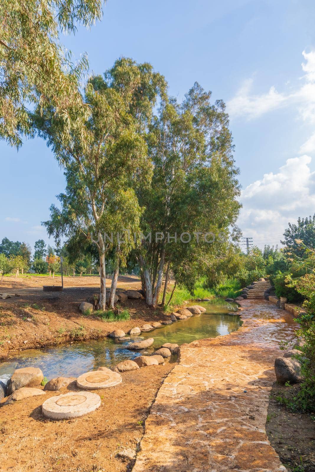 View of Horshaat Gideon (Gideon Grove), with a water pool with Eucalyptus trees, along the Harod stream, Jezreel valley, Northern Israel