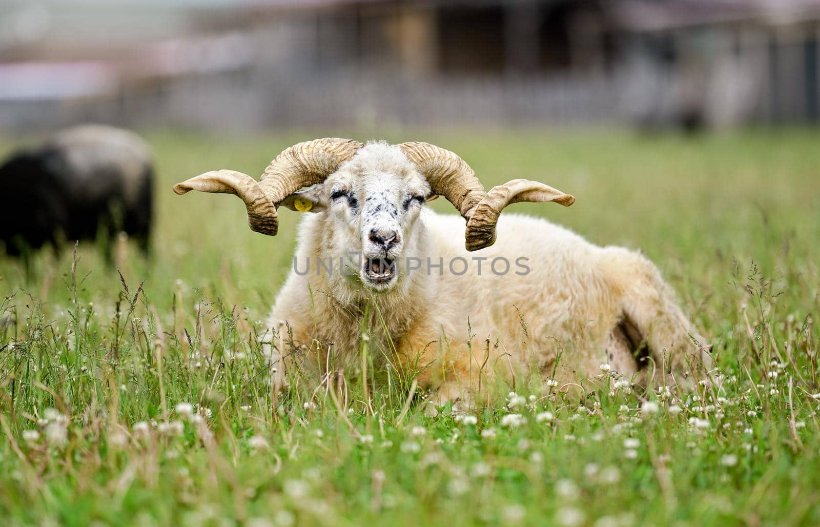 Sheep with twisted horns, Traditional Slovak breed - Original Valaska resting in spring meadow grass, eyes half closed, mouth open.