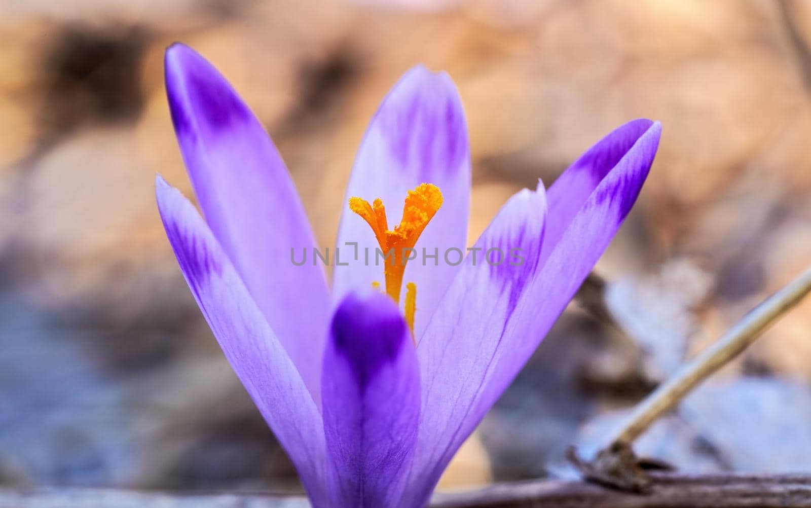 Sun shines on wild purple and yellow iris Crocus heuffelianus discolor flower growing in spring dry grass, closeup macro detail by Ivanko