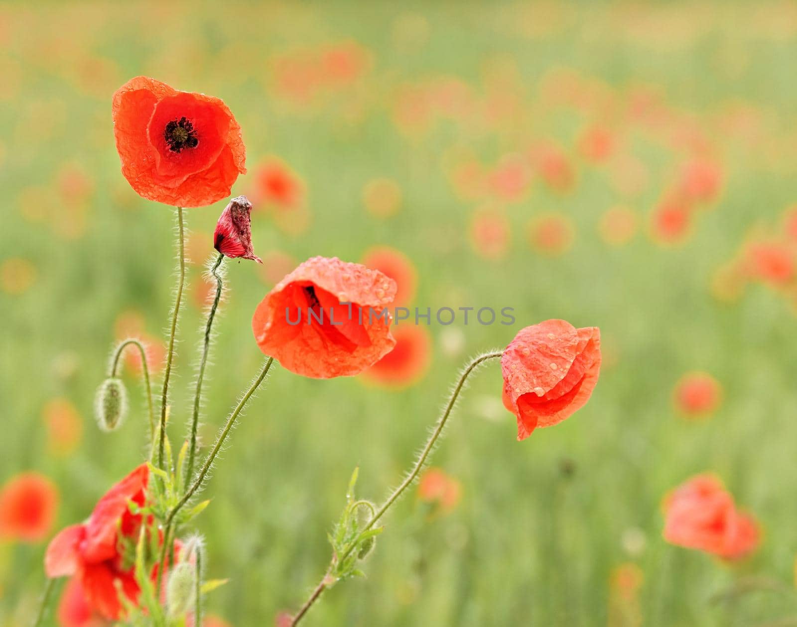 Wild red poppy flowers growing in green field of unripe wheat, close up detail on bright petals covered with rain drops by Ivanko