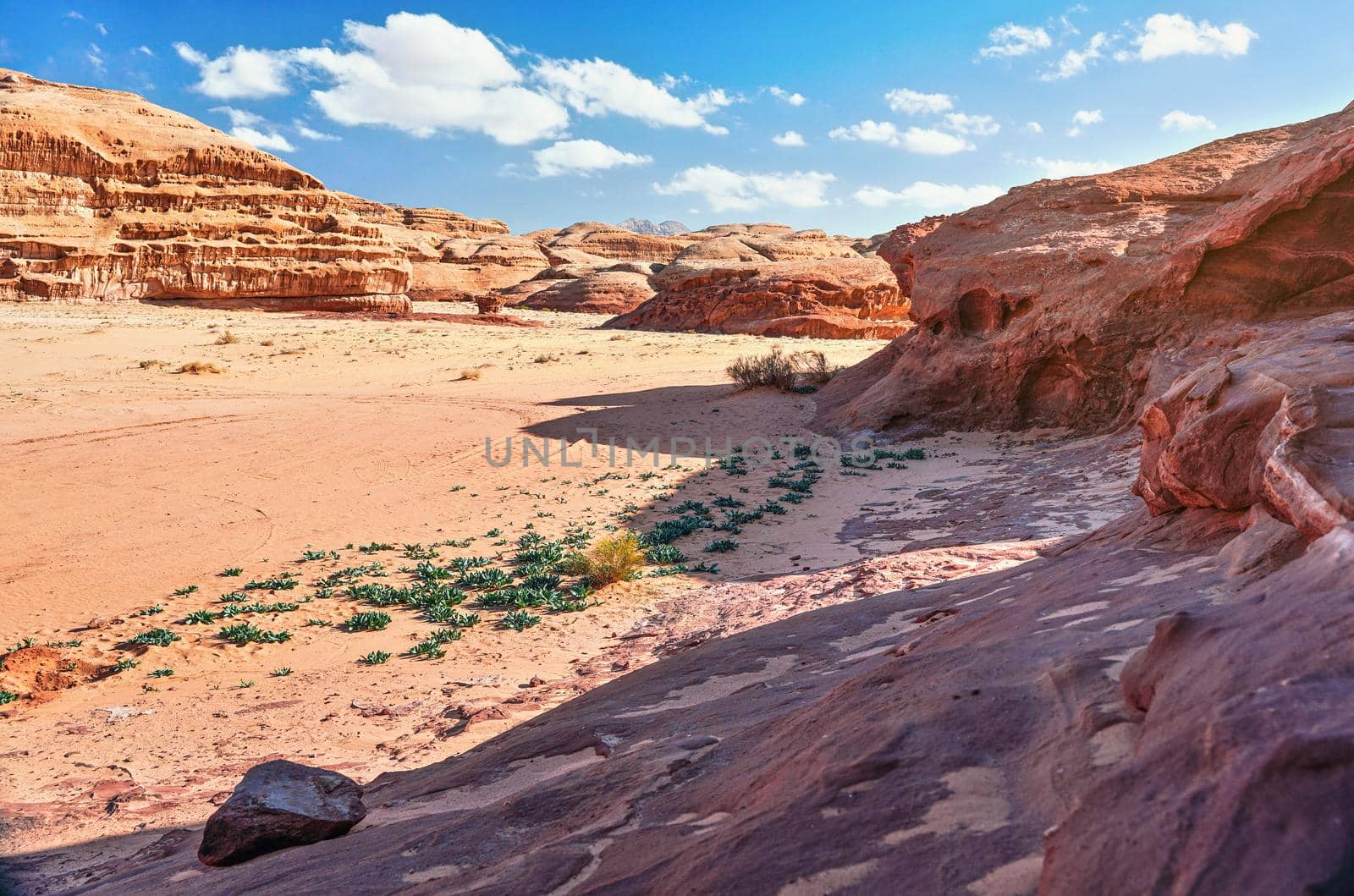 Rocky formations in Wadi Rum desert, bright sun shines on red dust and rocks, Sea squill plants Drimia maritima in foreground, blue sky above.