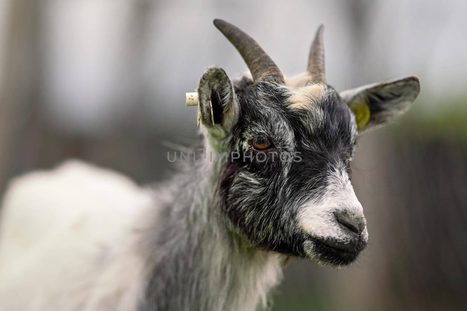 White and black american pygmy Cameroon goat closeup detail on head with horns.
