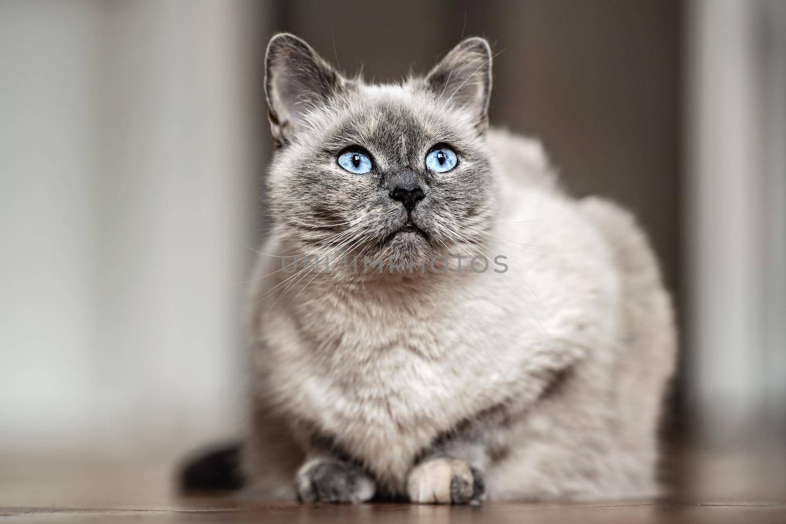 Older gray cat with piercing blue eyes, laying on wooden floor, closeup shallow depth of field photo.
