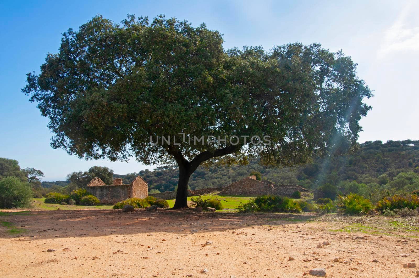Very big olive tree and old ruined house. Sunny autumn day, Seville, Spain by Bezdnatm