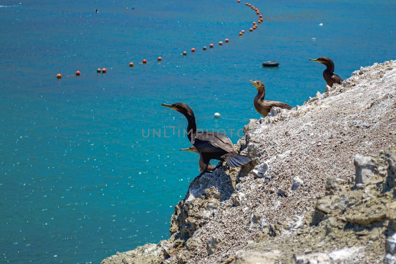 Black cormorants (Phalacrocorax carbo) perched on the rocks by the sea of Antofagasta, Chile