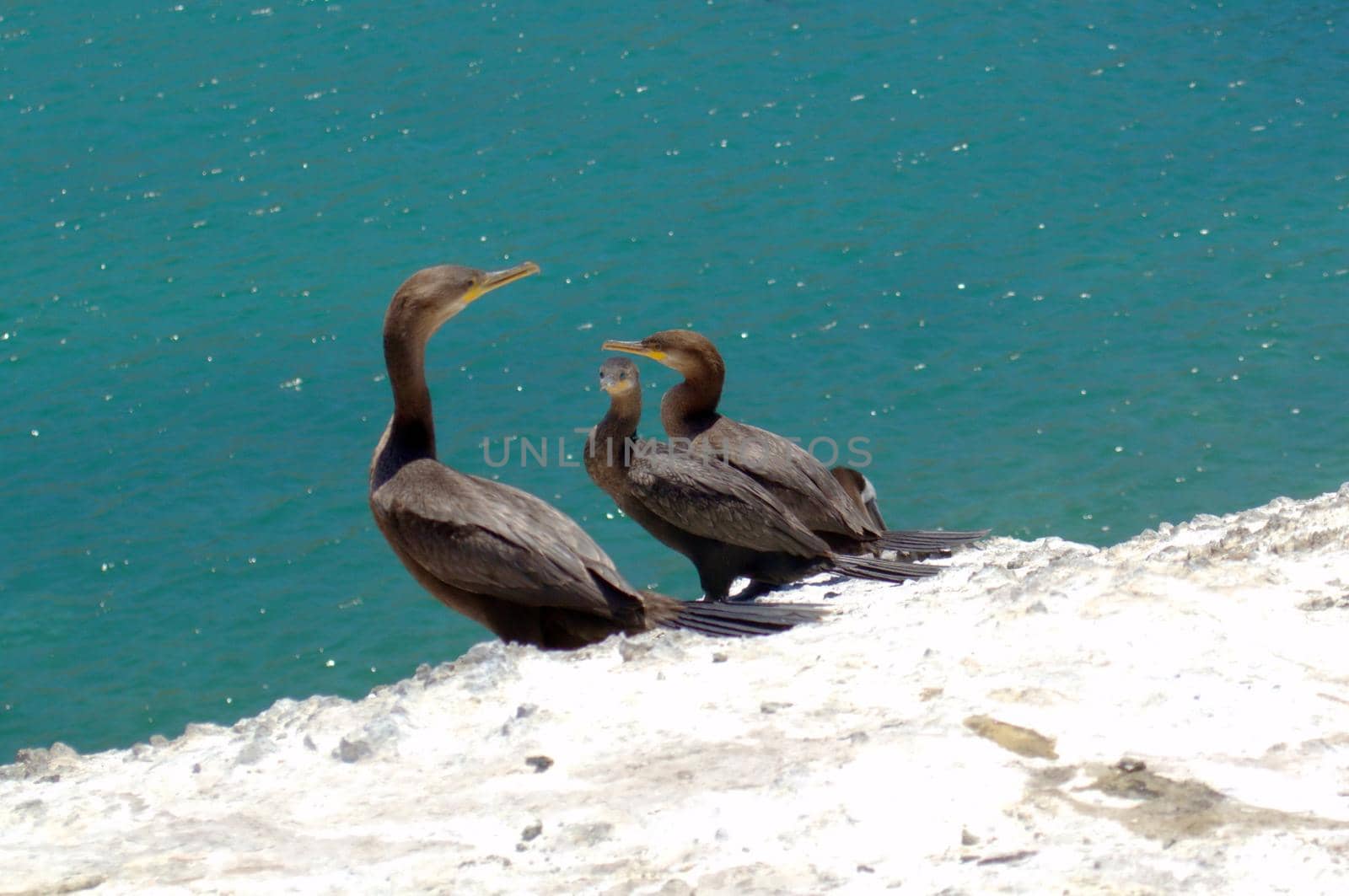 Black cormorants perched on the rocks in Juan Lopez, Antofagasta, Chlie.