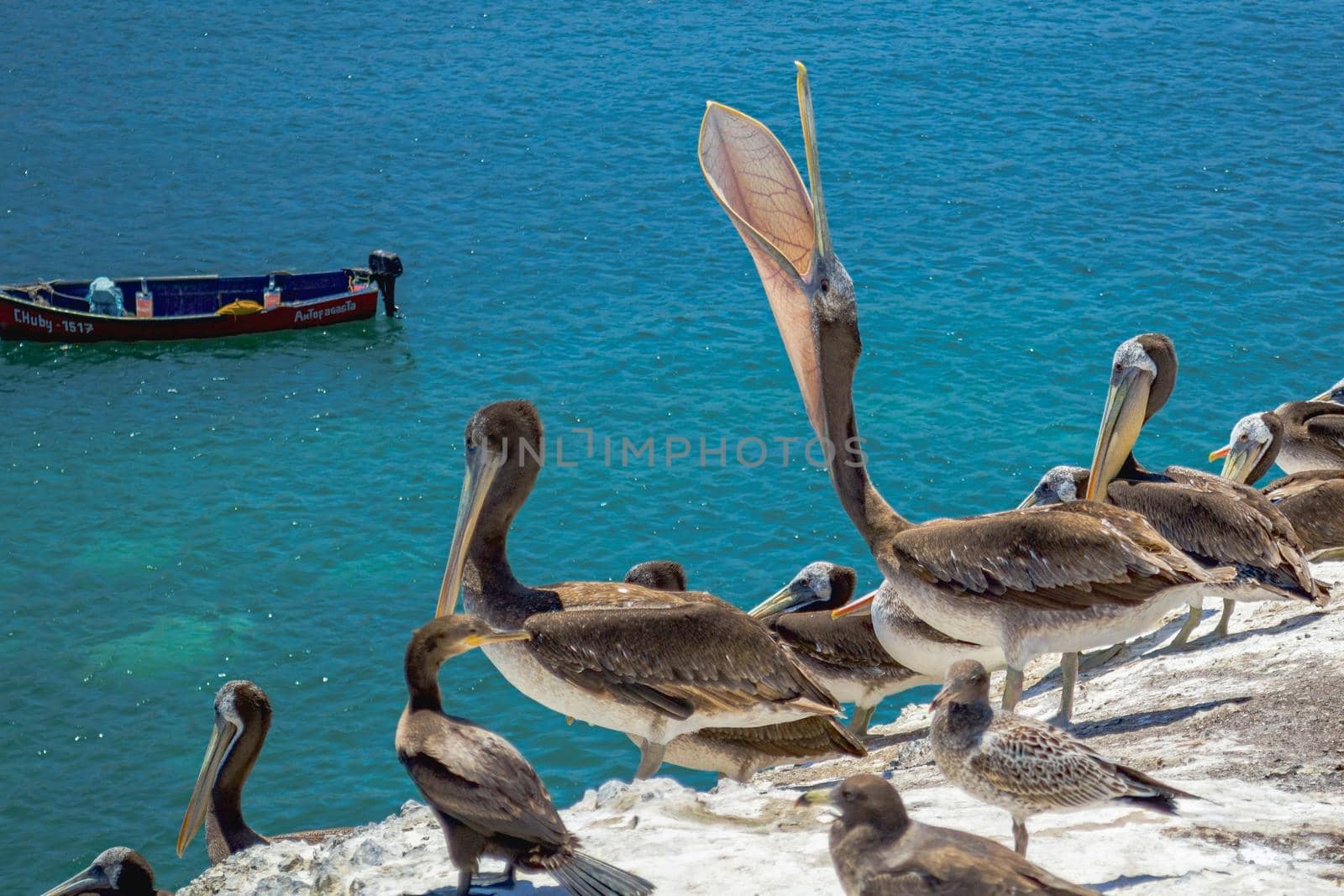 Pelicans perched on the rocks in the beach of  Antofagasta, Chile by hernan_hyper