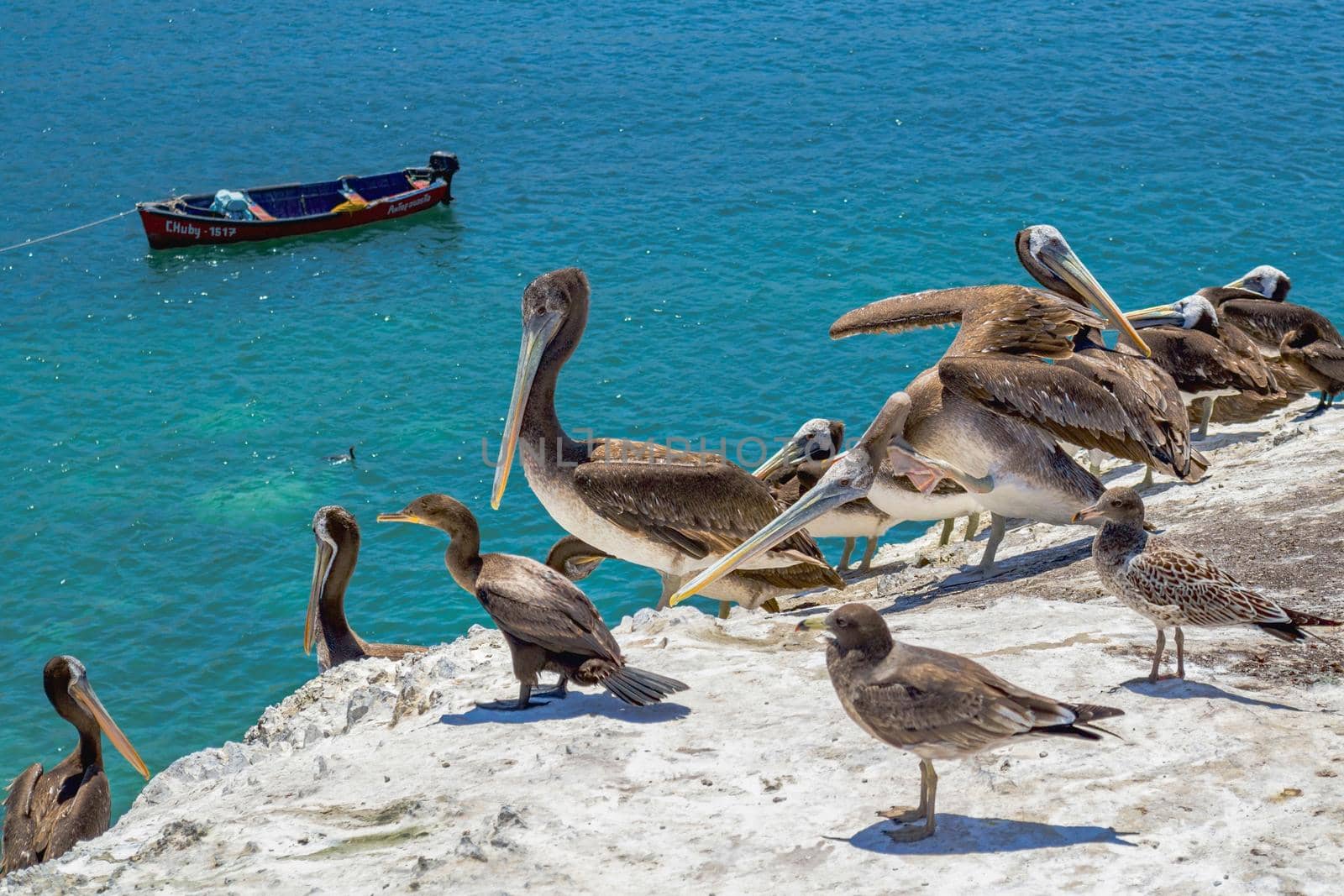 Pelicans and cormorants perched on the rocks above Juan Lopez bay, near Antofagasta, Chile