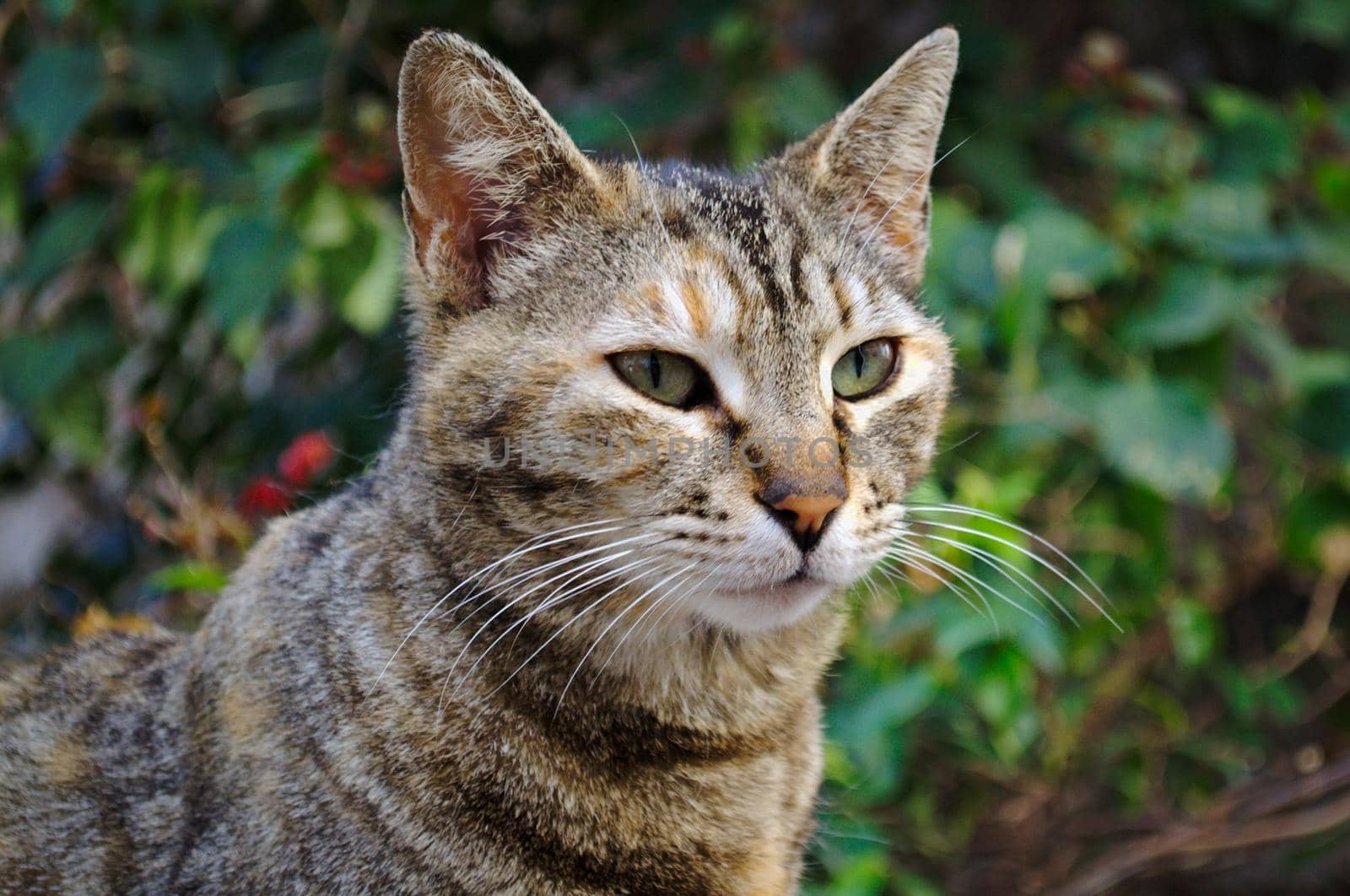 Portrait of a gorgeous tabby cat by hernan_hyper
