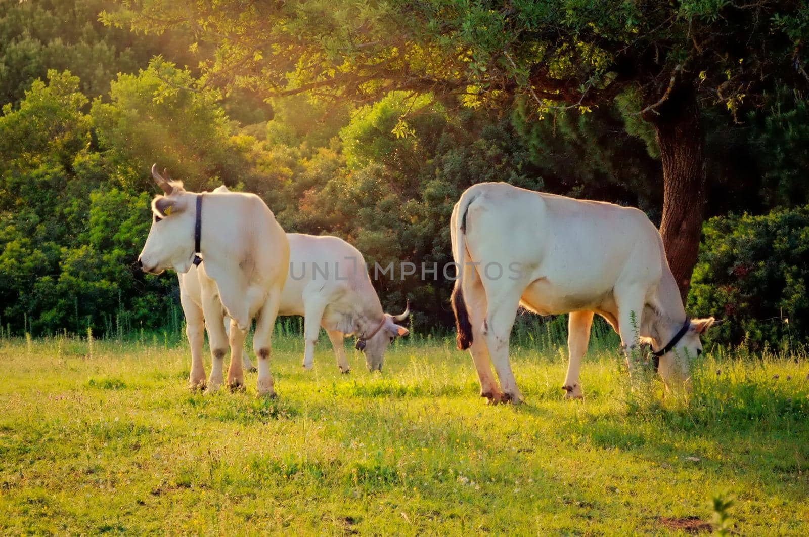 Cows grazing in a green field at sunset. by hernan_hyper