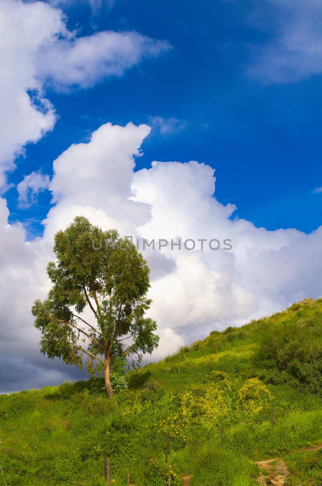 Lone tree against an epic sky full of billowy clouds