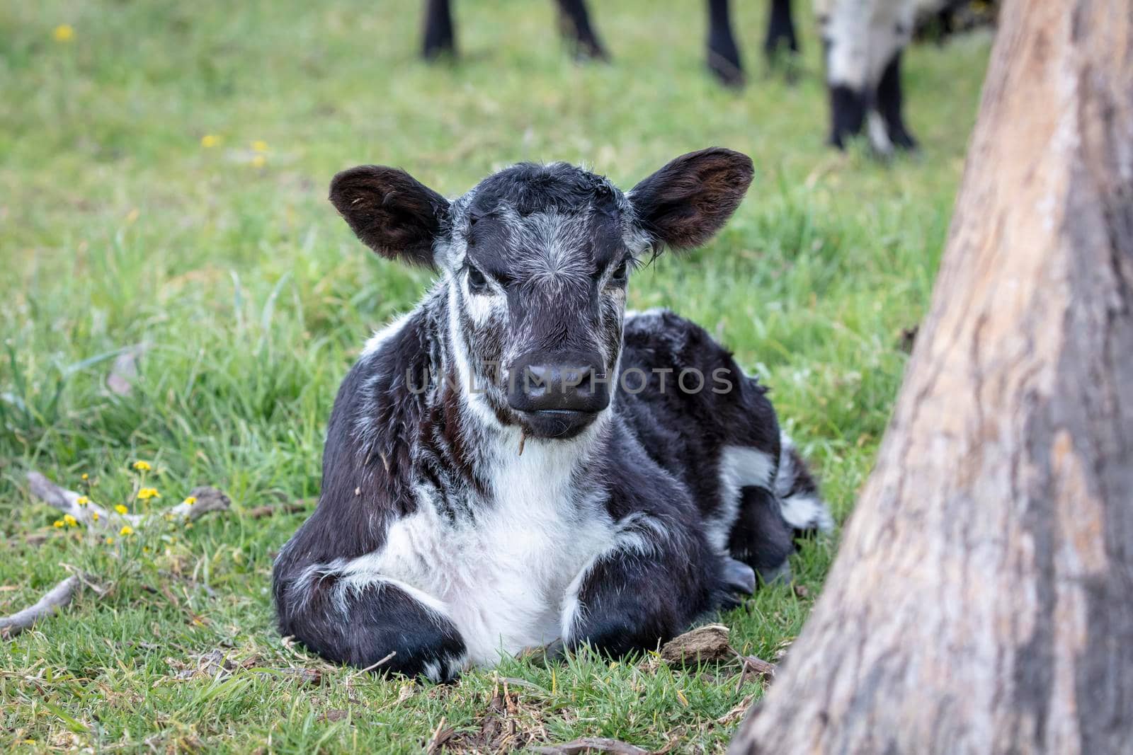 A black and white calf sitting on the ground in a green pasture staring directly ahead in regional Australia