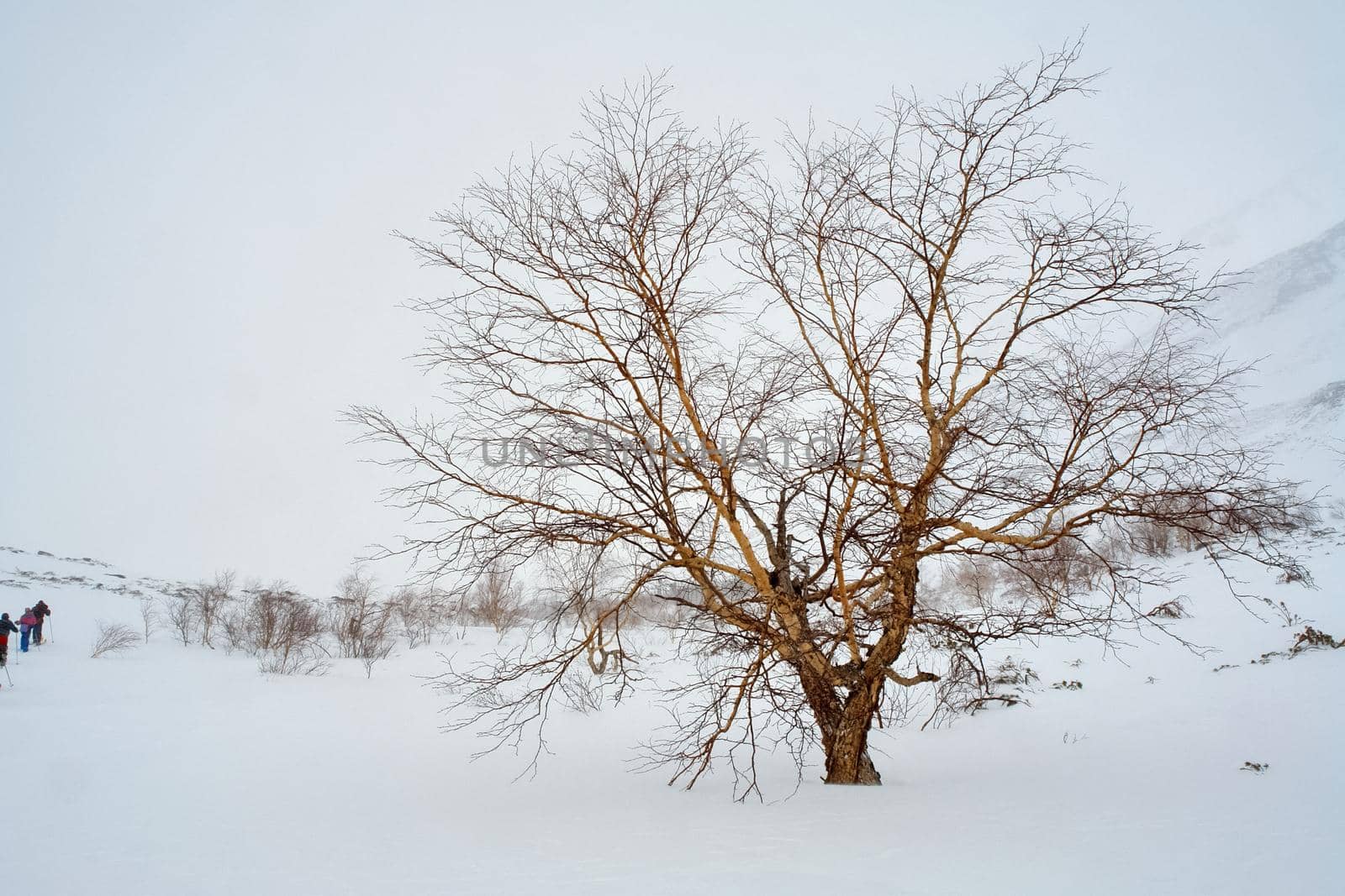 Baikal mountains in winter in snow. Forest in snow covered mountains. by DePo