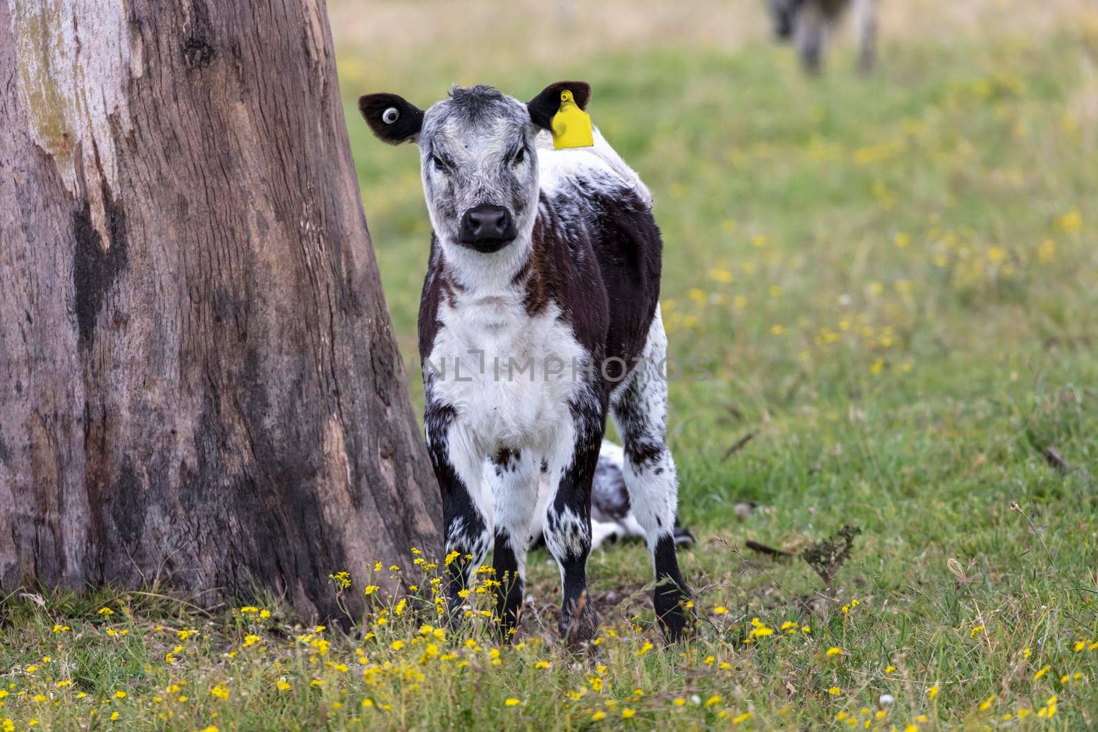 A black and white cow standing in a green pasture in regional Australia