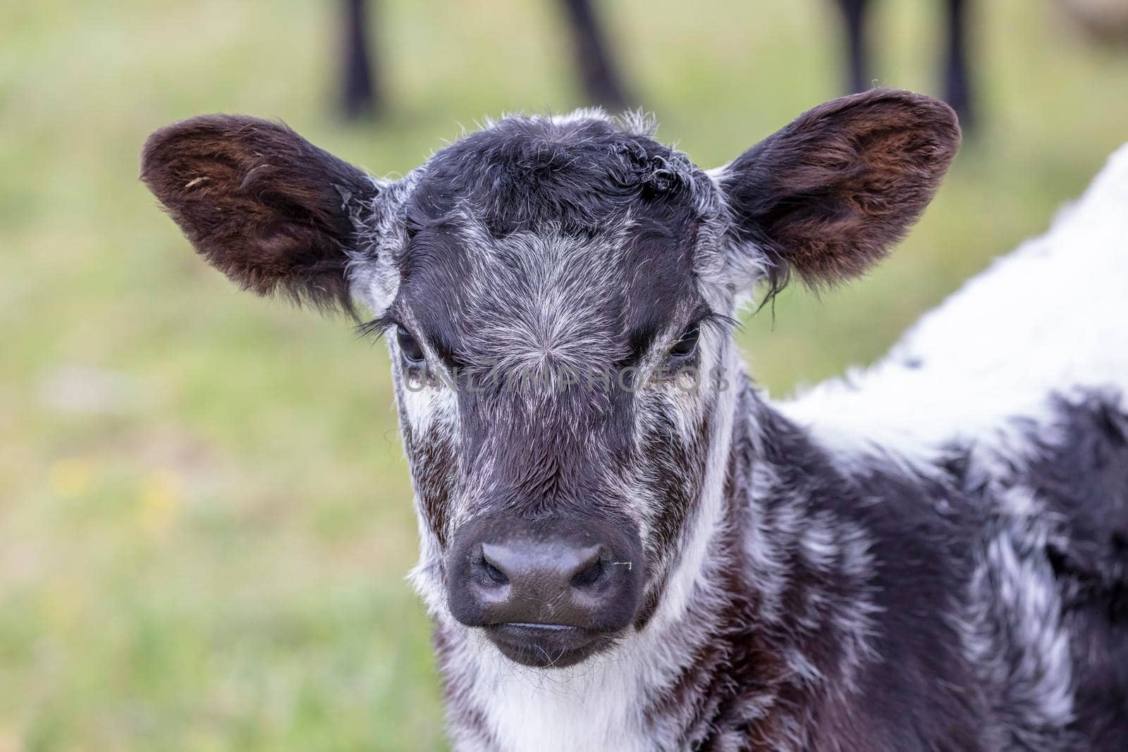 A black and white cow in a green pasture in regional Australia by WittkePhotos