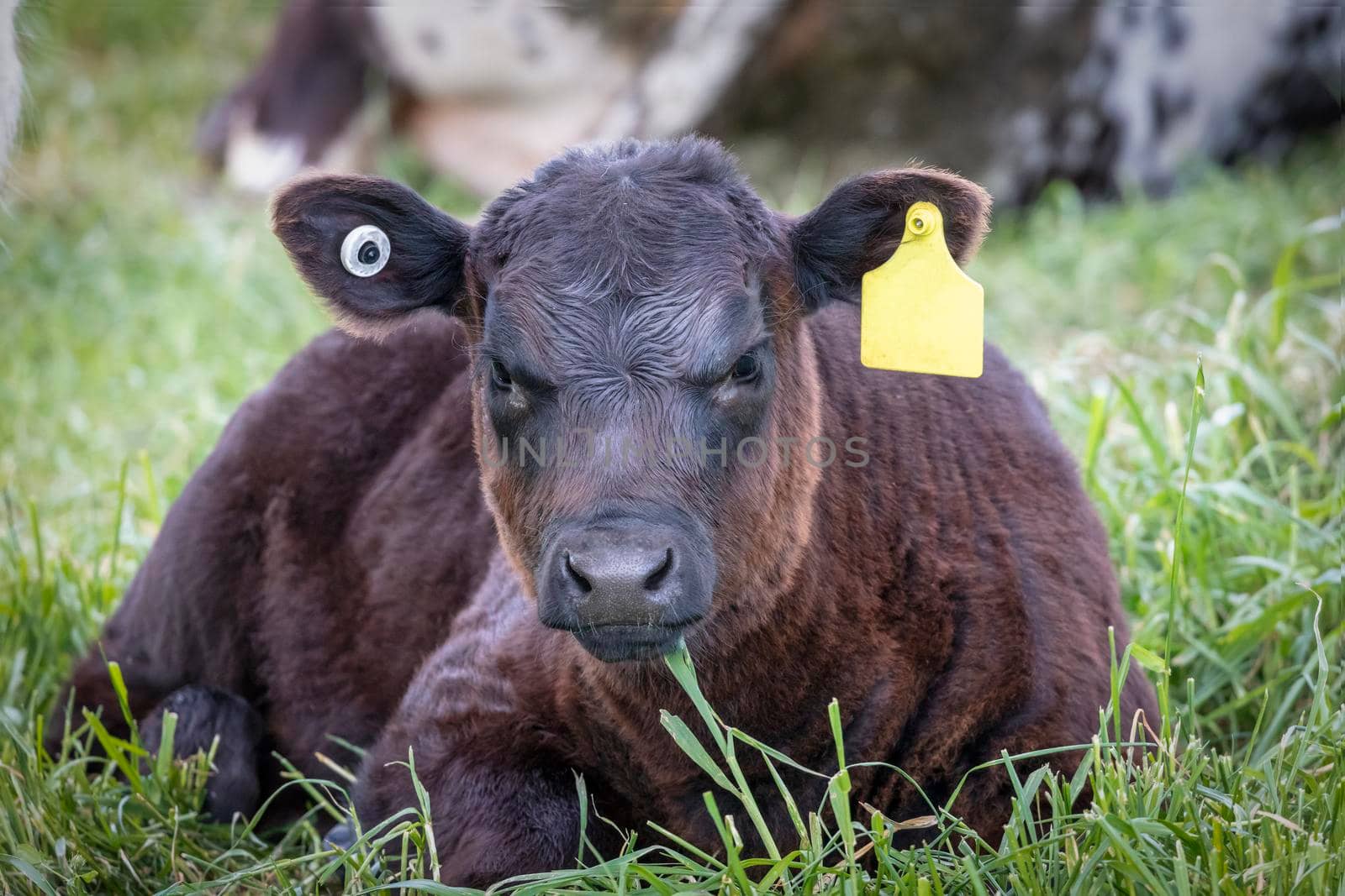 A brown calf sitting on the ground in a green pasture staring directly ahead in regional Australia