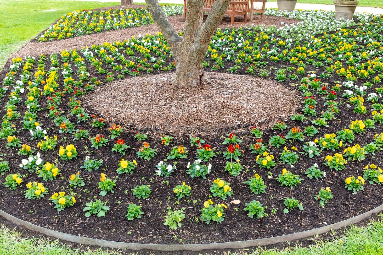 A colourful arrangement of flowers around the base of a large tree with pots and park benches