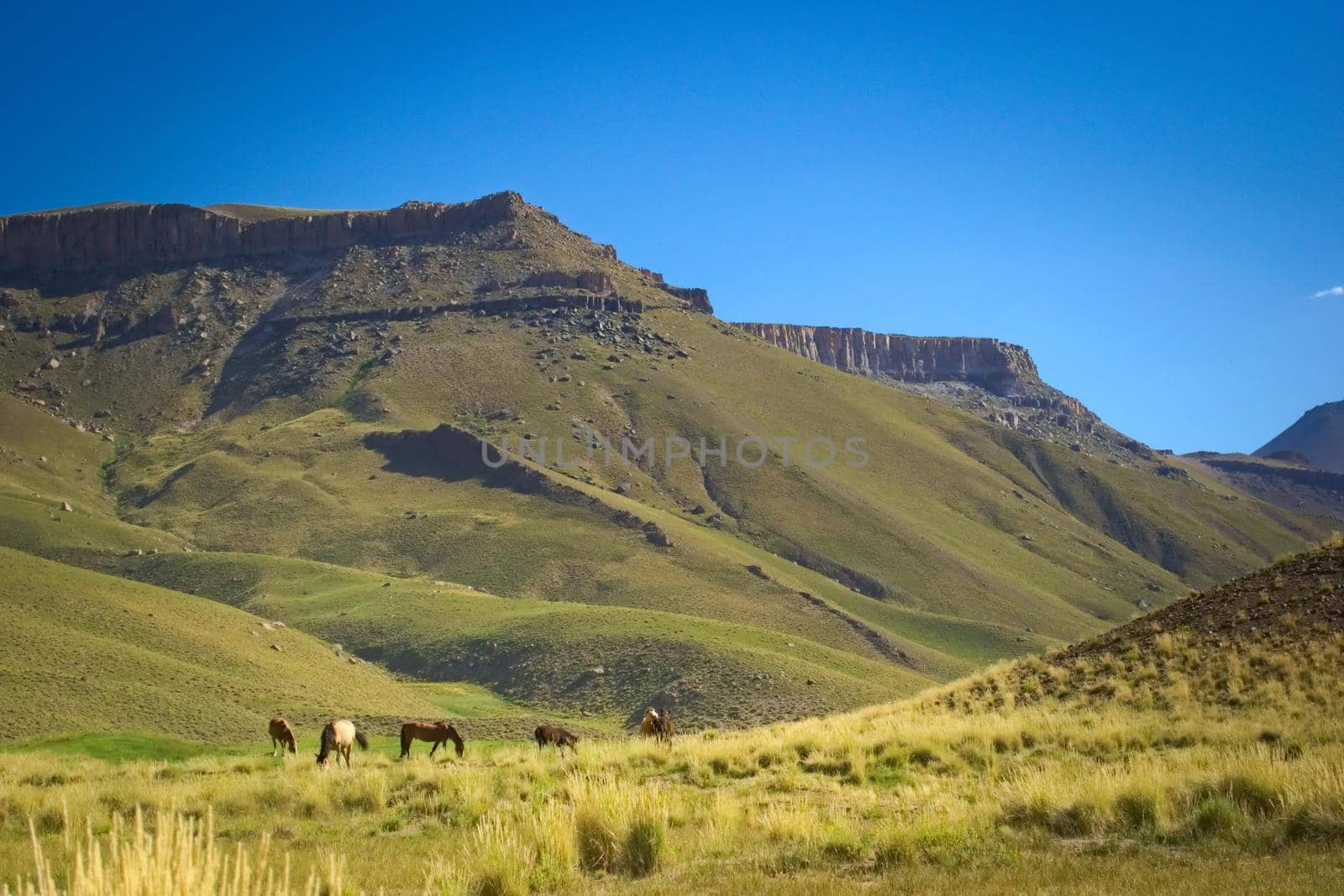 Free roaming horses grazing in a mountain valley in Mendoza, Argentina. by hernan_hyper